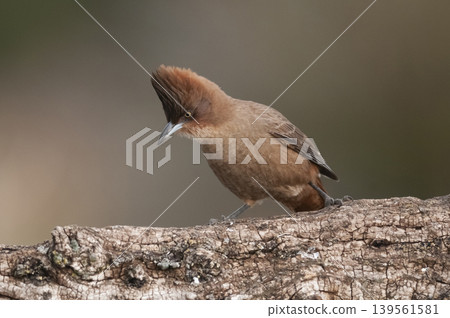 Brown cacholote , in Pampas forest environment, La Pampa province, Patagonia , Argentina Brown cacholote , in Pampas forest environment, La Pampa province, Patagonia , Argentina 139561581