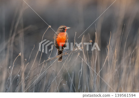 Long tailed Meadowlark, perched in Pampas grassland environment, La Pampa Province, Patagonia, Argentina. Long tailed Meadowlark, perched in Pampas grassland environment, La Pampa Province, Patagonia, Argentina. 139561594