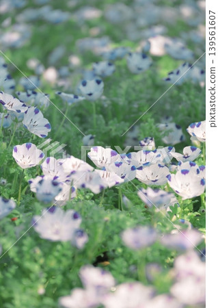 美麗的春日陽光下，盛開著一片粉蝶。 139561607