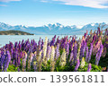 Lupins flowers blooming on the shore of Lake Tekapo with Southern Alps background, New Zealand. 139561811