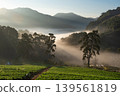 Serene Misty Morning of Green Fields Strawberry Plantation in Mountain Valley Landscape 139561819