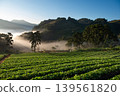 Serene Morning at Lush Fields of strawberry plantation and MountainsFarm Landscape 139561820