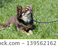 A Chihuahua playing in a dog park makes eye contact with its owner. 139562162