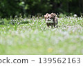 A Chihuahua running energetically 139562163