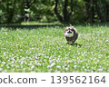 A Chihuahua running energetically 139562164