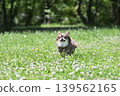 A Chihuahua running energetically 139562165