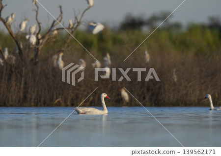 Coscoroba swans in lagoon envirinment, La Pampa Coscoroba swans in lagoon envirinment, La Pampa 139562171