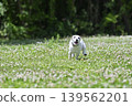 A lively Jack Russell Terrier running around in the dog park. 139562201