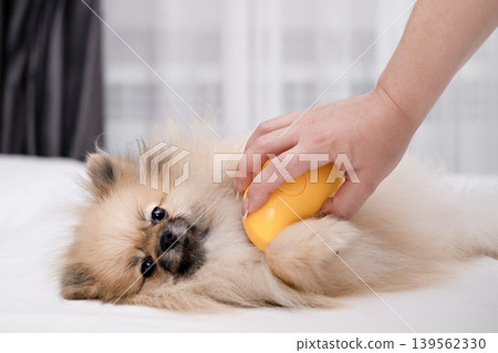 A Pomeranian Spitz is brushed by a woman's hands with a yellow brush on a white towel A Pomeranian Spitz is brushed by a woman's hands with a yellow brush on a white towel 139562330