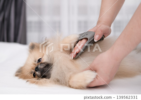 A Pomeranian Spitz is brushed by a woman's hands with brush on a white towel A Pomeranian Spitz is brushed by a woman's hands with brush on a white towel 139562331
