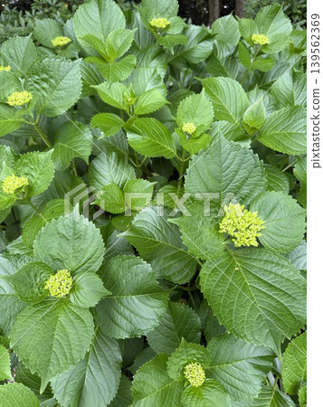 繡球花芽 繡球花芽 139562369