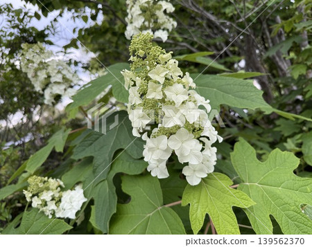 白色Calyva八仙花屬花 白色Calyva八仙花屬花 139562370