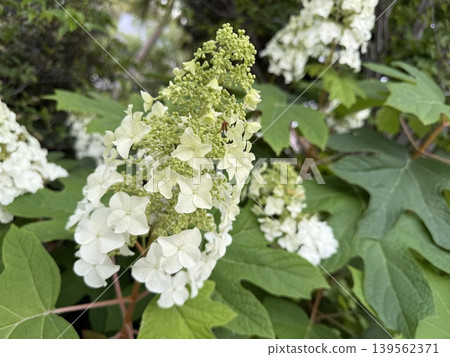 白色Calyva八仙花屬花 白色Calyva八仙花屬花 139562371