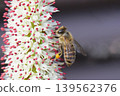 蜜蜂身上沾滿了蜂花粉 139562376