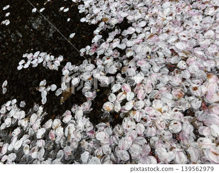 Fallen cherry blossom petals float on the surface of the pond. Fallen cherry blossom petals float on the surface of the pond. 139562979