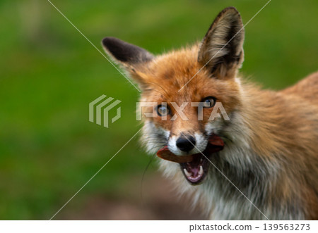 Wild Red Fox Carrying Food Through Spring Meadow Wild Red Fox Carrying Food Through Spring Meadow 139563273