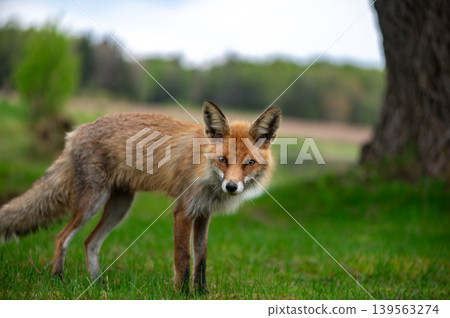 Curious Red Fox Standing In Green Countryside Curious Red Fox Standing In Green Countryside 139563274