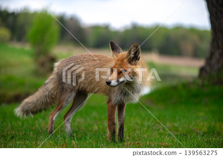 Young Woodland Fox Looking Across Spring Field 139563275