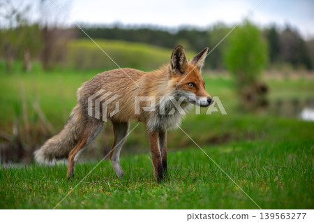 Graceful Red Fox In Latvian Spring Landscape Graceful Red Fox In Latvian Spring Landscape 139563277