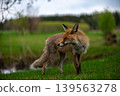 Wild Red Fox Walking Through Quiet Spring Meadow 139563278