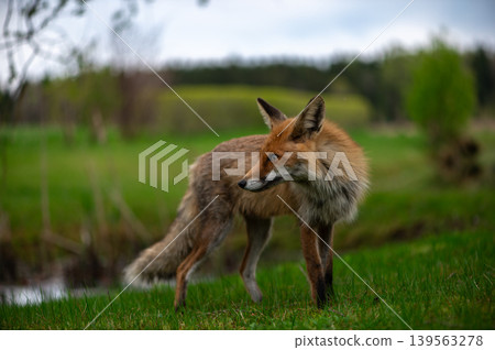 Wild Red Fox Walking Through Quiet Spring Meadow Wild Red Fox Walking Through Quiet Spring Meadow 139563278