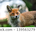 Close Portrait Of Curious Young Red Fox 139563279