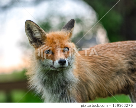 Close Portrait Of Curious Young Red Fox 139563279