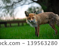 Young Fox Watching Calmly In Green Evening Light 139563280