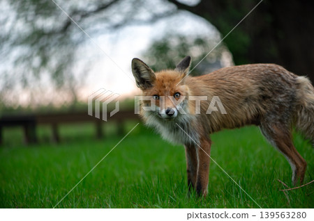 Young Fox Watching Calmly In Green Evening Light Young Fox Watching Calmly In Green Evening Light 139563280