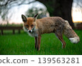Elegant Wild Fox Standing In Twilight Meadow 139563281