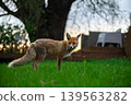Wild Red Fox Near Rural Garden At Sunset 139563282