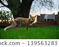 Wild Red Fox Exploring Quiet Rural Backyard 139563283