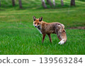 Young Red Fox Walking Through Green Meadow 139563284
