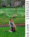 Elegant Sitting Fox In Soft Green Landscape 139563285