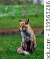 Close Portrait Of Calm Sitting Red Fox 139563286
