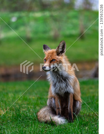 Close Portrait Of Calm Sitting Red Fox Close Portrait Of Calm Sitting Red Fox 139563286