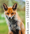 Detailed Portrait Of Young Wild Red Fox 139563287