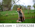 Graceful Sitting Fox In Quiet Meadow 139563288