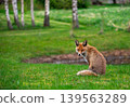 Wild Fox Resting Near Small Forest Pond 139563289