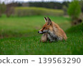 Relaxed Wild Fox In Peaceful Spring Meadow 139563290