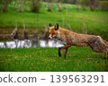 Wild Red Fox Walking Near Quiet Pond 139563291