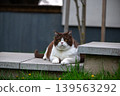 Brown And White Cat Resting Outdoors Calmly 139563292