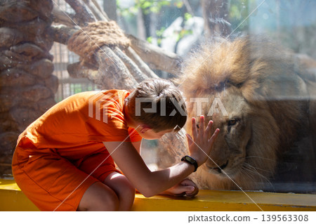 Child interacts with a lion at a zoo during a sunny afternoon in a captivating wildlife experience Child interacts with a lion at a zoo during a sunny afternoon in a captivating wildlife experience 139563308