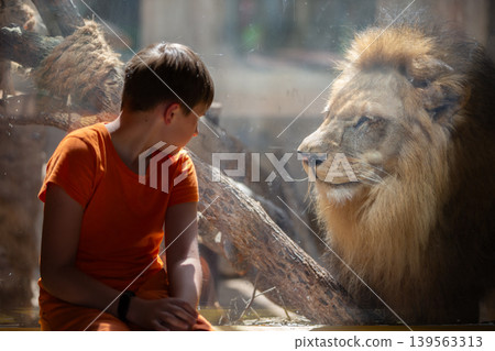 Child gazes at lion in zoo enclosure during sunny afternoon visit Child gazes at lion in zoo enclosure during sunny afternoon visit 139563313
