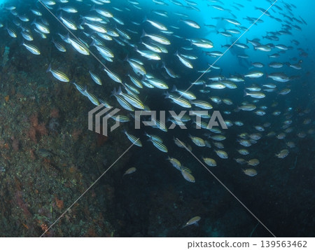 一大群石鱸在伊藤附近海域游弋。 一大群石鱸在伊藤附近海域游弋。 139563462