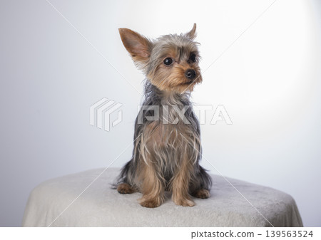 梗犬抬頭 139563524