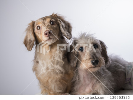 一隻坐著的迷你臘腸犬 139563525