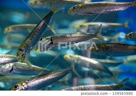 一群小魚在藍色的水中閃閃發光 一群小魚在藍色的水中閃閃發光 139563980