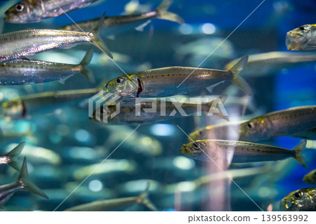 The shimmering underwater, schools of fish 139563992