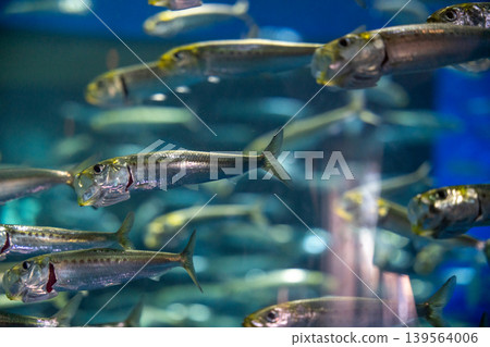 A school of silver fish dancing in the water A school of silver fish dancing in the water 139564006